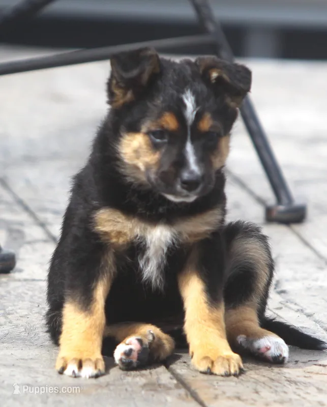 Brittany – Australian Shepherd, Labrador Retriever puppy for sale in Howell, MI