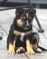 Brittany, a female Australian Shepherd and Labrador Retriever for sale in Howell, MI – Photo 1 of 3