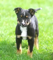 Biggs, a male Australian Shepherd and Labrador Retriever for sale in Howell, MI – Photo 1 of 2