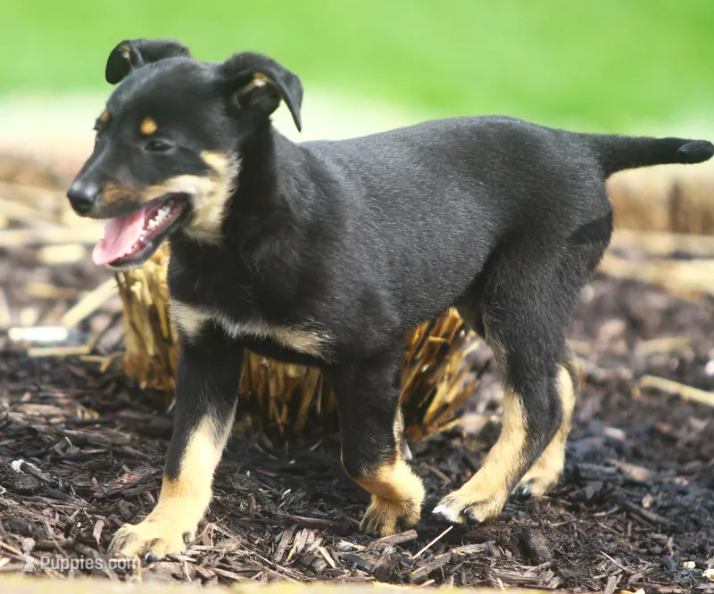Bonnie, a female German Shepherd Dog and Labrador Retriever for sale in Howell, MI – Photo 1 of 3