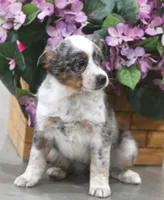 Sophia, a female Australian Shepherd and Labrador Retriever for sale in Howell, MI – Photo 2 of 7