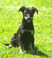 Bonnie, a female Australian Shepherd and Labrador Retriever for sale in Howell, MI – Photo 2 of 2