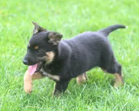 Gus, a male Australian Shepherd and Labrador Retriever for sale in Howell, MI – Photo 2 of 2
