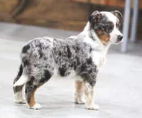 Sophia, a female Australian Shepherd and Labrador Retriever for sale in Howell, MI – Photo 1 of 7