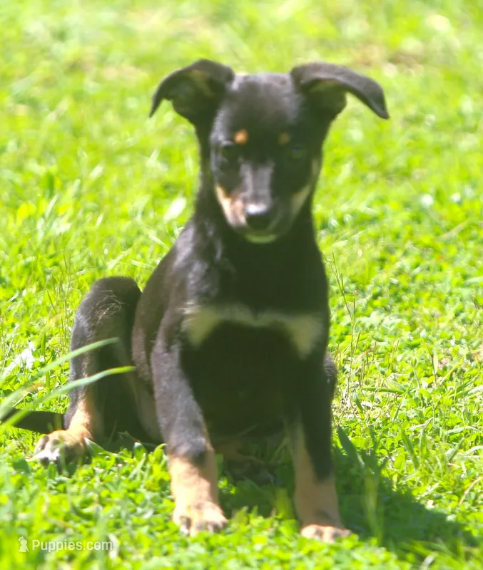 Bonnie, a female Australian Shepherd and Labrador Retriever for sale in Howell, MI – Photo 1 of 2