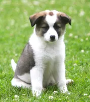 Tully, a female Border Collie and Labrador Retriever for sale in Lansing, MI – 9 of 10