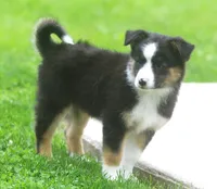 Haley, a female Border Collie and Labrador Retriever for sale in Lansing, MI – 7 of 8