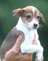 Nina, a female Jack Russell Terrier and Toy Fox Terrier for sale in Lansing, MI – 2 of 4