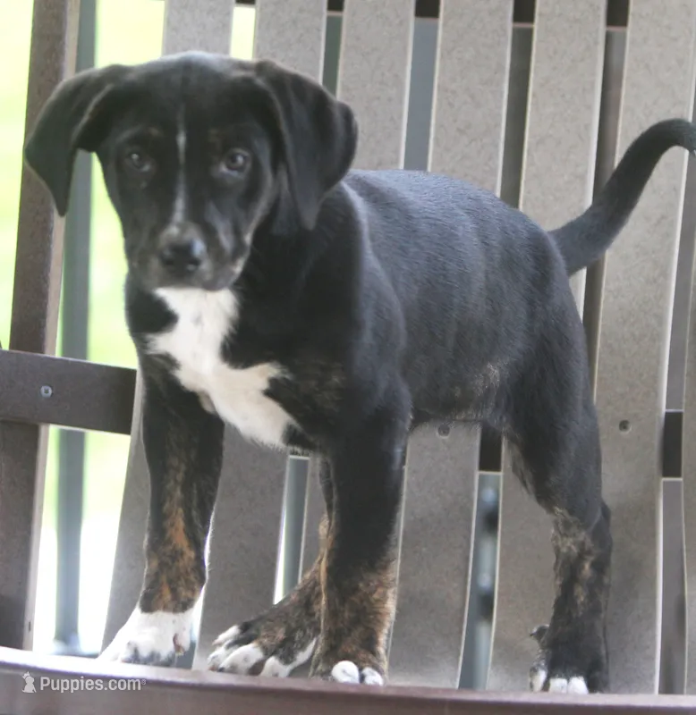 Roxy – German Shepherd Dog, Labrador Retriever puppy for sale in Howell, MI