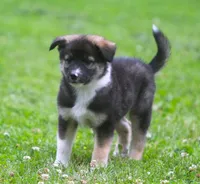 Ziggy, a male Border Collie and Labrador Retriever for sale in Lansing, MI – 3 of 4