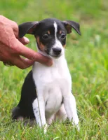 Roku, a male Jack Russell Terrier and Toy Fox Terrier for sale in Lansing, MI – 6 of 6