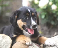 Jamie, a male German Shepherd Dog and Labrador Retriever for sale in Howell, MI – 1 of 3