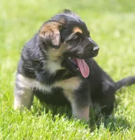 Violet, a female German Shepherd Dog and Golden Retriever for sale in Howell, MI – 4 of 4