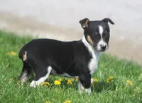 Jimmi, a female Jack Russell Terrier and Miniature Pinscher for sale in Howell, MI – 1 of 3