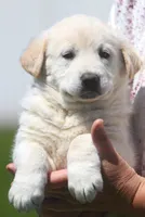 Rio, a male German Shepherd Dog and Golden Retriever for sale in Howell, MI – 3 of 3