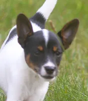 Betty, a female Jack Russell Terrier and Toy Fox Terrier for sale in Lansing, MI – 3 of 8