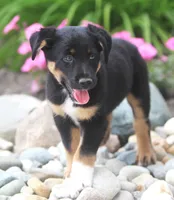 Mooney, a male German Shepherd Dog and Labrador Retriever for sale in Howell, MI – 3 of 4