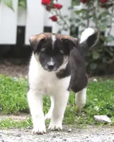Cody, a male Border Collie and Labrador Retriever for sale in Lansing, MI – 1 of 4
