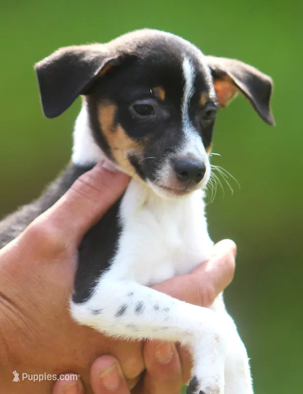 Roku – Jack Russell Terrier, Toy Fox Terrier puppy for sale in Lansing, MI