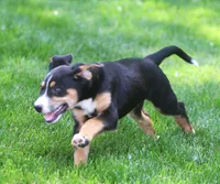 Joey, a male German Shepherd Dog and Labrador Retriever for sale in Howell, MI – 4 of 5