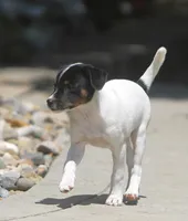 Betty, a female Jack Russell Terrier and Toy Fox Terrier for sale in Lansing, MI – 6 of 8