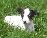Raina, a female Jack Russell Terrier and Toy Fox Terrier for sale in Lansing, MI – 4 of 9