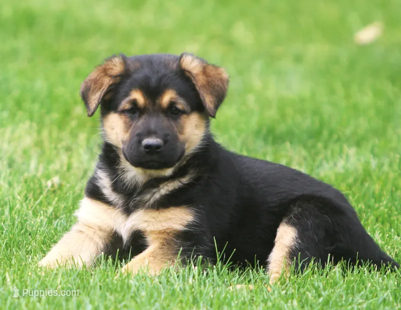 Violet – German Shepherd Dog, Golden Retriever puppy for sale in Howell, MI