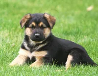 Violet, a female German Shepherd Dog and Golden Retriever for sale in Howell, MI – 1 of 4