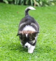 Bailey, a male Border Collie and Labrador Retriever for sale in Lansing, MI – 2 of 4