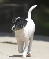 Betty, a female Jack Russell Terrier and Toy Fox Terrier for sale in Lansing, MI – 7 of 8