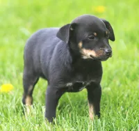 Maxx, a male Jack Russell Terrier and Miniature Pinscher for sale in Howell, MI – 2 of 2
