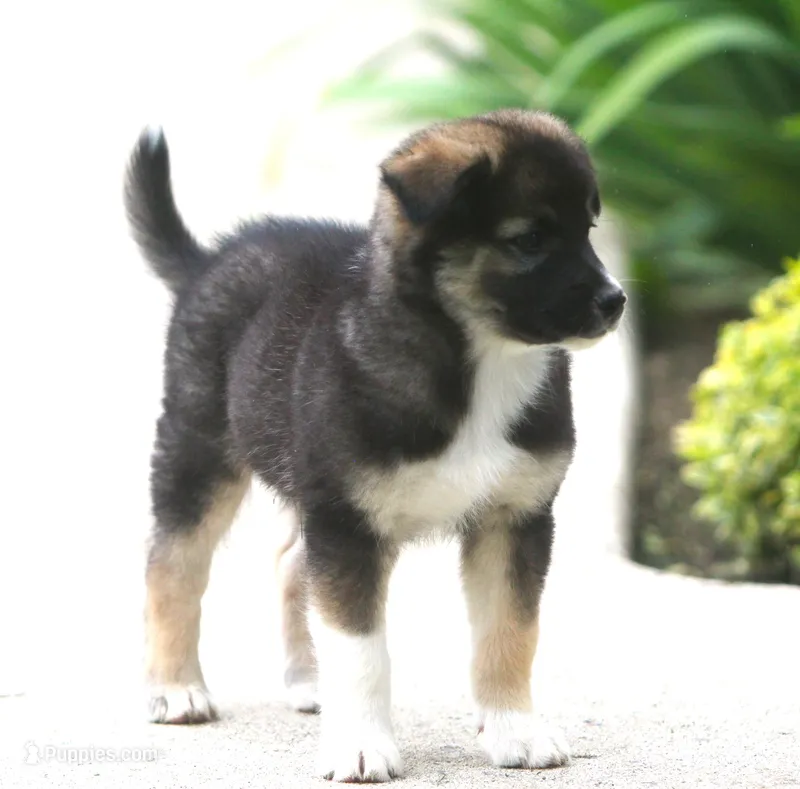 Ziggy – Border Collie, Labrador Retriever puppy for sale in Lansing, MI