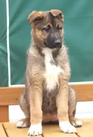Libby, a female German Shepherd Dog and Bernese Mountain Dog for sale in Howell, MI – Photo 7 of 8