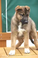 Libby, a female German Shepherd Dog and Bernese Mountain Dog for sale in Howell, MI – Photo 2 of 8