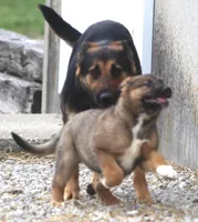 Libby, a female German Shepherd Dog and Bernese Mountain Dog for sale in Howell, MI – Photo 4 of 8