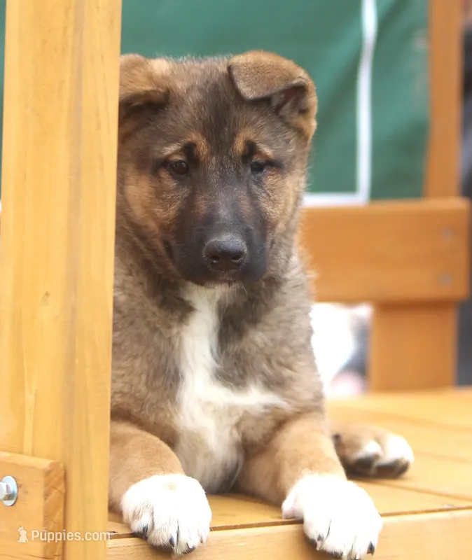 Libby – German Shepherd Dog, Bernese Mountain Dog puppy for sale in Howell, MI