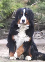 Libby, a female German Shepherd Dog and Bernese Mountain Dog for sale in Howell, MI – Photo 8 of 8