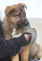 Libby, a female German Shepherd Dog and Bernese Mountain Dog for sale in Howell, MI – Photo 5 of 8