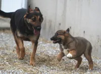 Libby, a female German Shepherd Dog and Bernese Mountain Dog for sale in Howell, MI – Photo 6 of 8