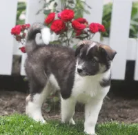 Cody, a male Border Collie and Labrador Retriever for sale in Lansing, MI – 3 of 4