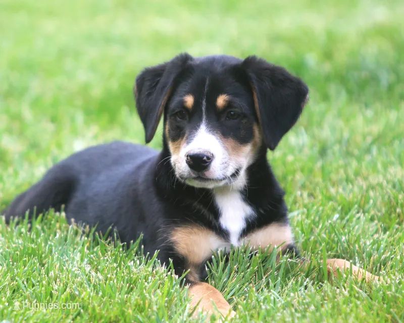 Bodie – German Shepherd Dog, Labrador Retriever puppy for sale in Howell, MI