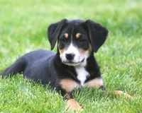 Bodie, a male German Shepherd Dog and Labrador Retriever for sale in Howell, MI – 1 of 4