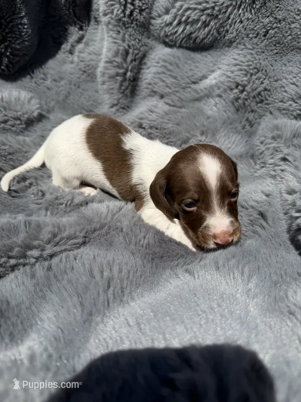 Green male  – Miniature Dachshund puppy for sale in Pleasant Plains, AR