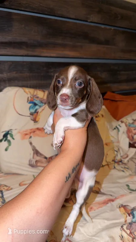 Green male  – Miniature Dachshund puppy for sale in Pleasant Plains, AR