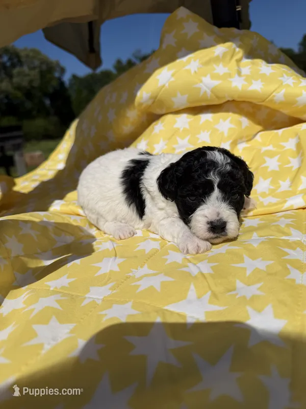Green male  – Poodle - Toy  puppy for sale in Pleasant Plains, AR