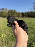 Lilo , a female Poodle - Toy  for sale in Pleasant Plains, AR – Photo 1 of 2