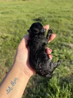 Lilo , a female Poodle - Toy  for sale in Pleasant Plains, AR – Photo 2 of 2