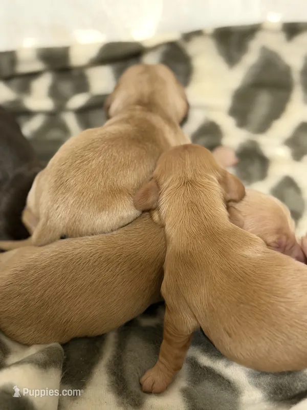 Cream female  – Miniature Dachshund puppy on hold in Pleasant Plains, AR