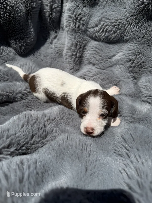 Orange male  – Miniature Dachshund puppy for sale in Pleasant Plains, AR