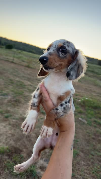 Silver , a female Miniature Dachshund for sale in Pleasant Plains, AR – 2 of 2